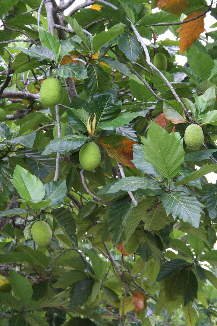 �ULU BreadFruit Tree Hawaiian Canoe Plant Artocarpus